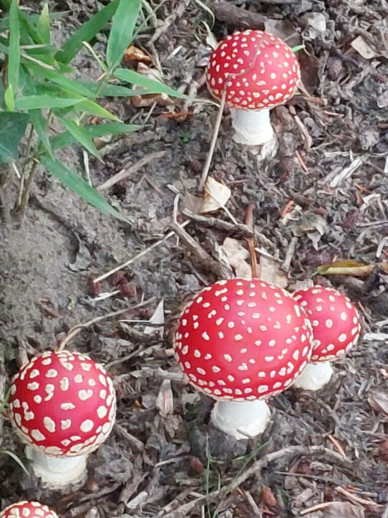 Vliegenzwammen (Amanita muscaria) Eindhoven, 2022-10-05, foto: Jannie Baken