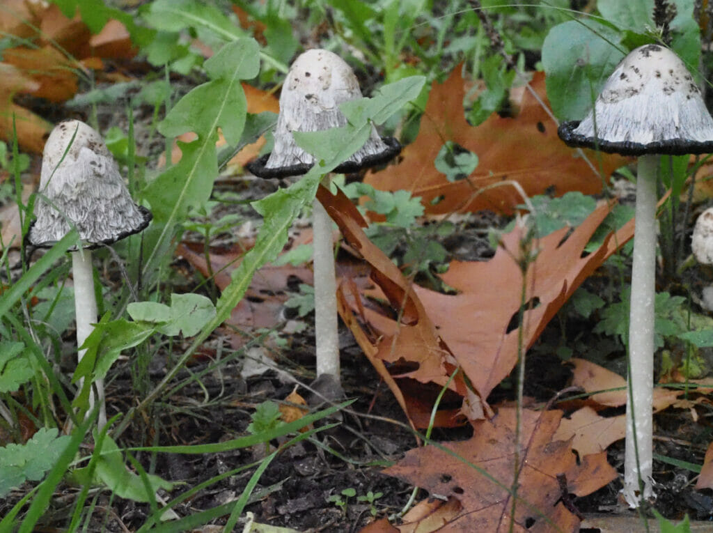 Geschubde inktzwam (Coprinus comatus) Reeshofbos, Tilburg, 2022-10-09 (HB)