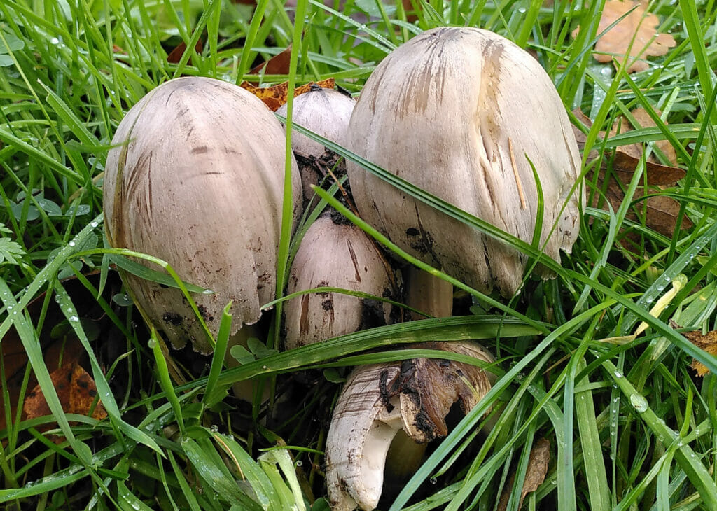 Grote kale inktzwam (Coprinopsis atramentaria), Zwartvensepad, Tilburg, 2022-11-25 (HB)