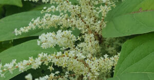 Japanse duizendknoop, bloemen, bladeren, Oude Warande, Tilburg, 2019-08-31 (HB)