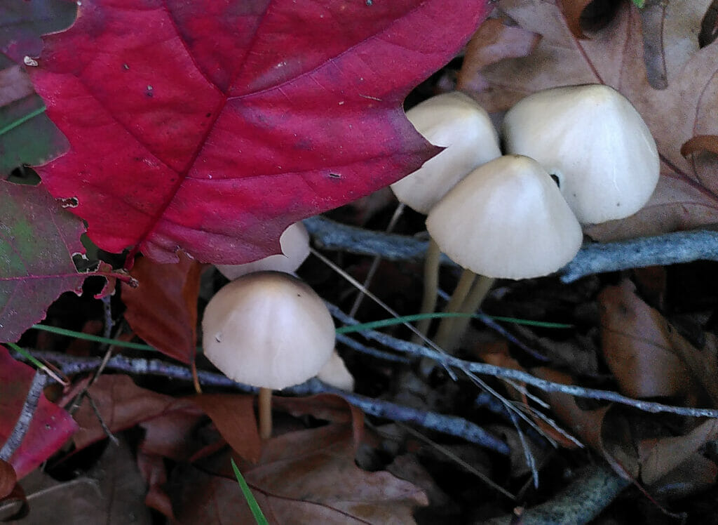 Langsteelfranjehoed (Psathyrella conopilus) Van Voorstweg, Wilmabos, Tilburg, 2022-11-14 (HB)