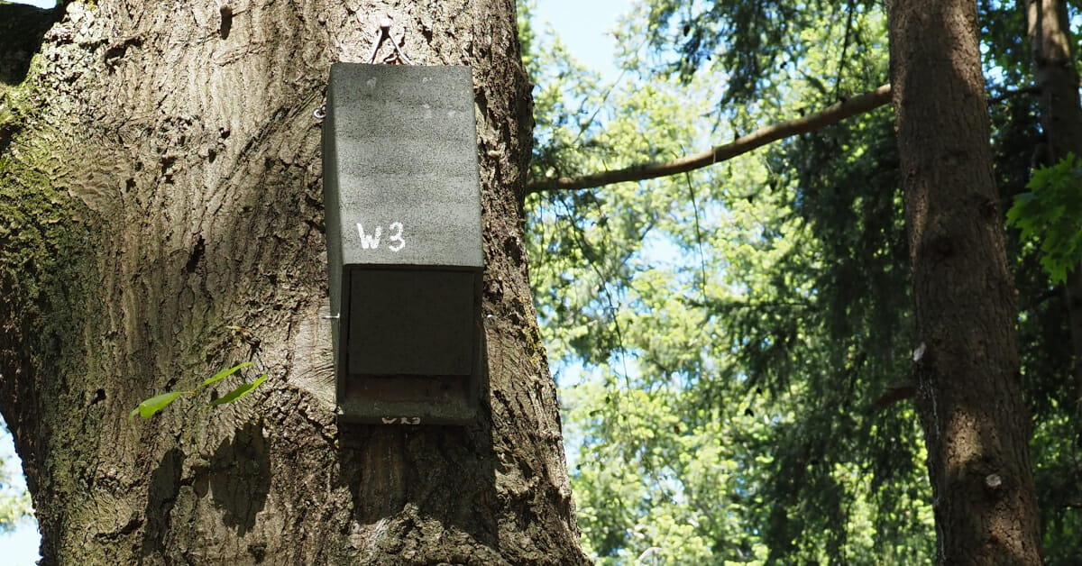 Vleermuizenkast, Bat Box, huisnummer W3, Oude Warande, Tilburg, 2021-06-01 (HB)