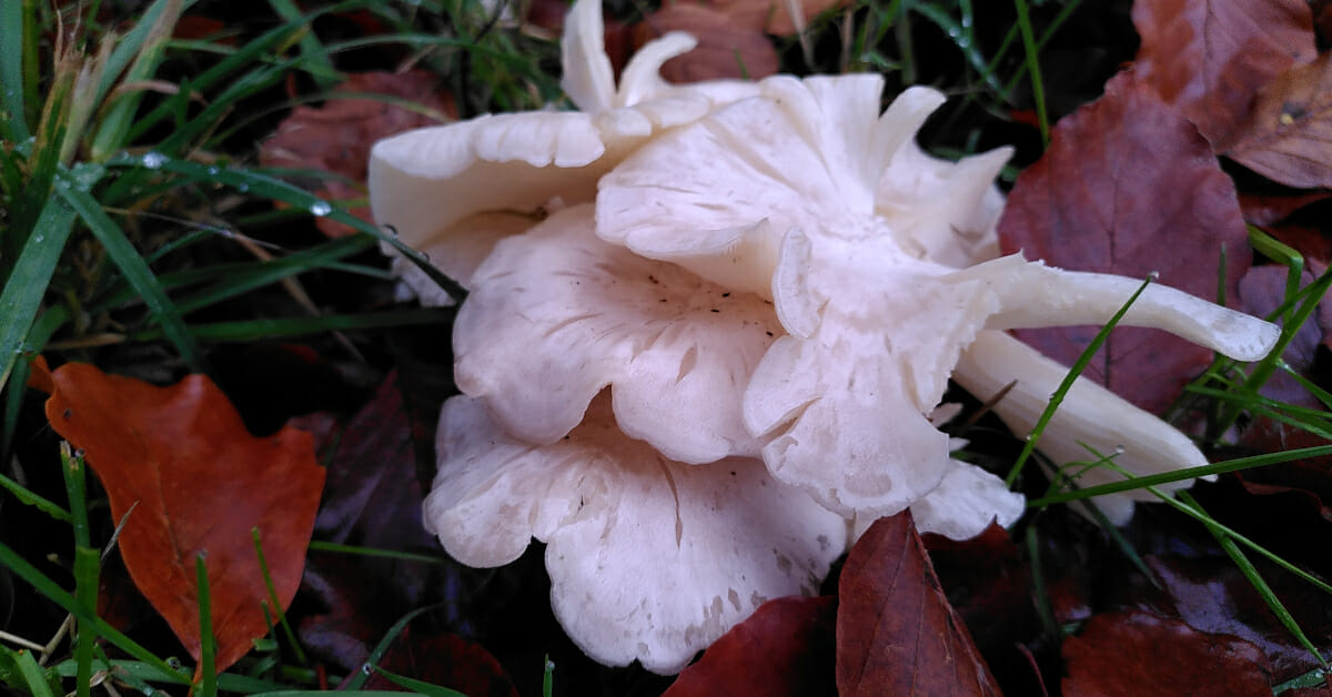 Witte kluifzwam (Helvella crispa), Tilburg-West, 2022-11-28 (HB)