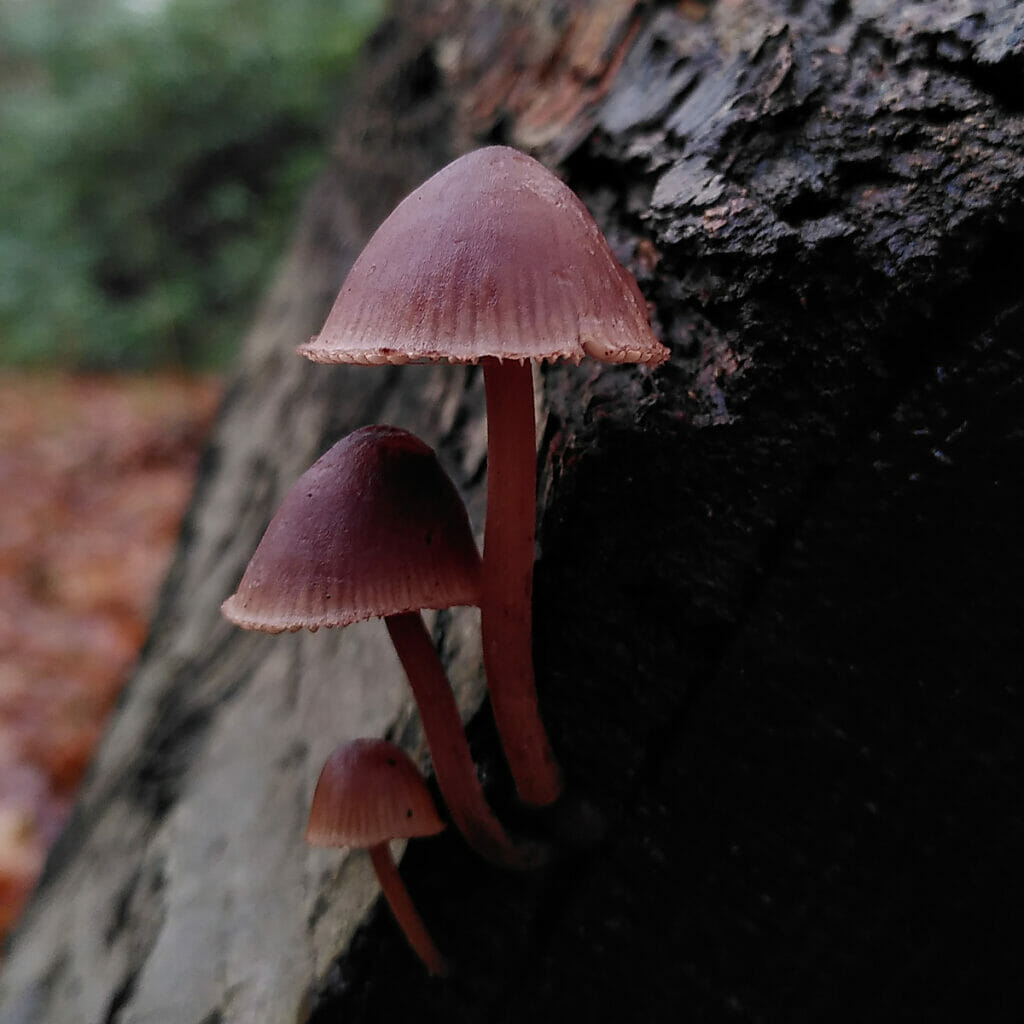 Foto van Grote bloedsteelmycena (Mycena haematopus), Wilmabos, Tilburg, 2022-12-09 (HB)