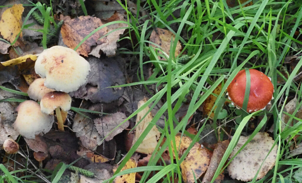 Oranjeronde stropharia en Gewone zwavelkop, Drasse Driehoek, Tilburg, 2022-10-30 (HB)