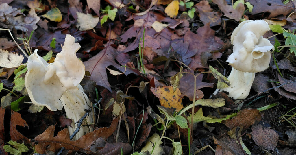 Witte kluifzwam (Helvella crispa), Regte Hei, Noord-Brabant, 2022-12-01 (HB)